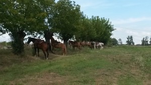 Arrivo a cavallo